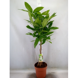 Pachira aquatica