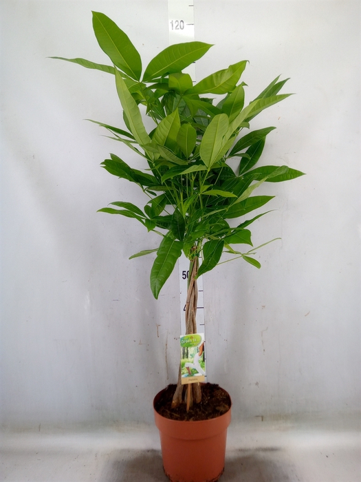 <h4>Pachira aquatica</h4>