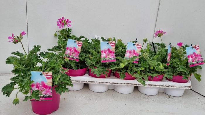 <h4>PEL GEM WELRIEKEND</h4>