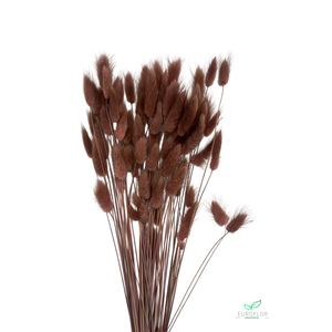DRIED FLOWERS - LAGURUS MOCHA MOUSSE 50GR