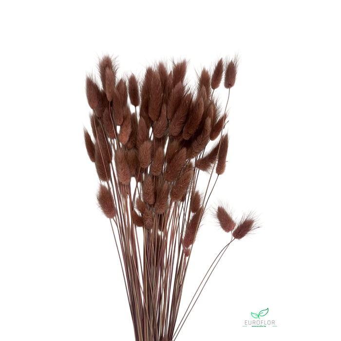 <h4>DRIED FLOWERS - LAGURUS MOCHA MOUSSE 50GR</h4>
