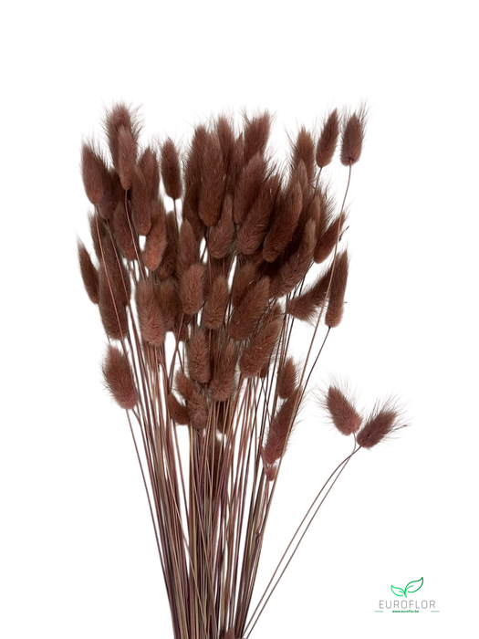 DRIED FLOWERS - LAGURUS MOCHA MOUSSE 50GR