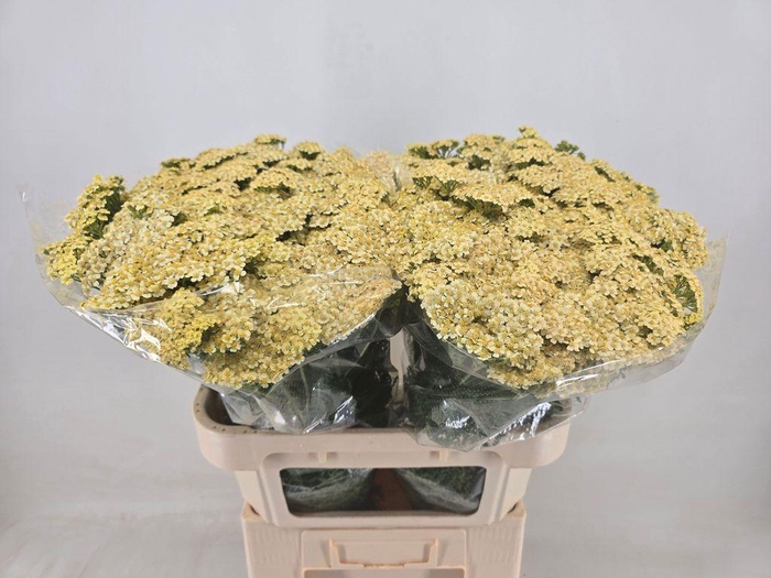 <h4>Achillea creme perfection</h4>