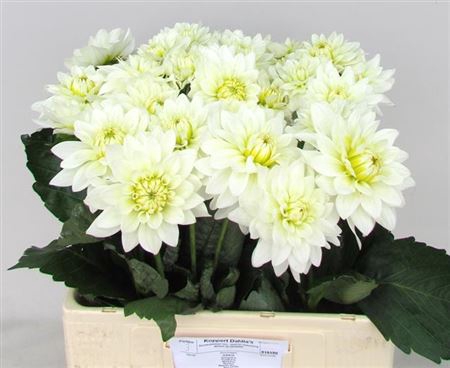 <h4>Dahlia Karma Maarten Zwaan</h4>