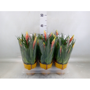 Vriesea  'Shannon'