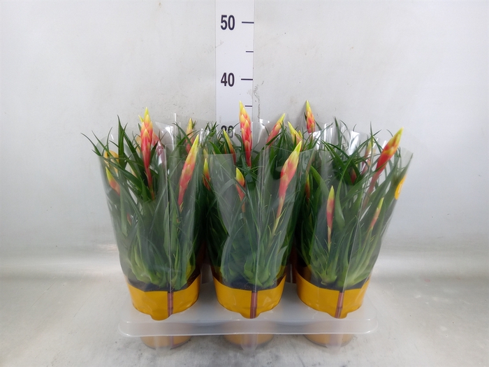 <h4>Vriesea  'Shannon'</h4>