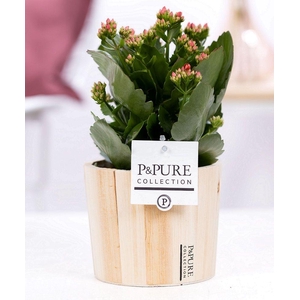 Kalanchoe red in P&PURE Wood 5