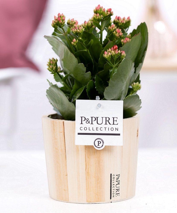 <h4>Kalanchoe red in P&PURE Wood 5</h4>