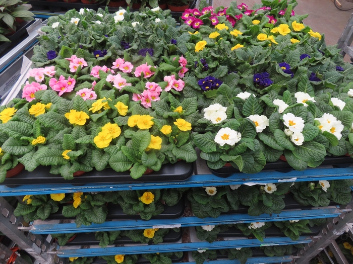 <h4>PRIM AC MIXK</h4>