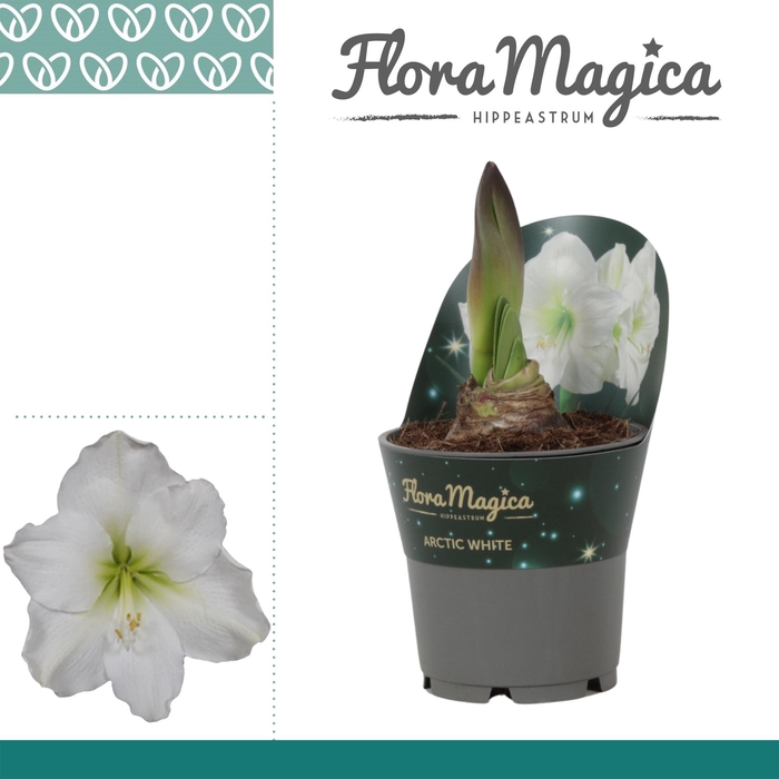 <h4>Amaryllis Arctic White 2 knop Extra OP in potkraag</h4>