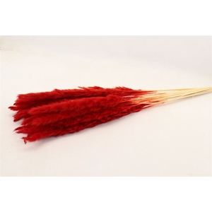 Dried Fluffy Pampas Red Bunch