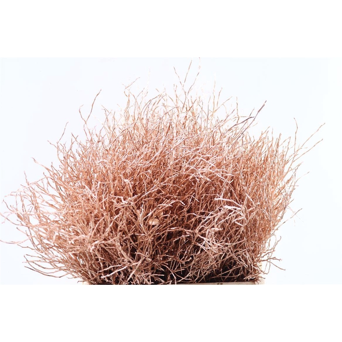 <h4>Vaccinium Kbh Copper</h4>