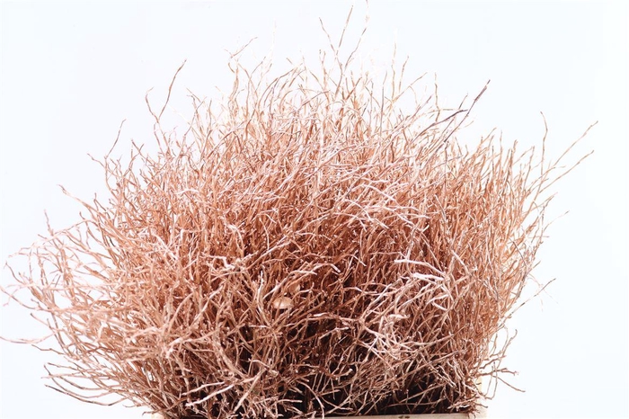 <h4>Vaccinium Kbh Copper</h4>