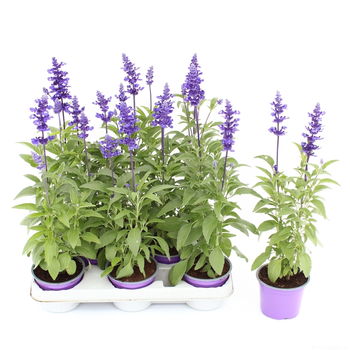 <h4>SALVIA OV</h4>