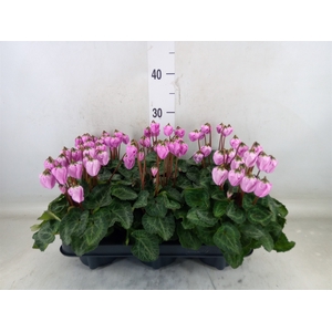 Cyclamen KL 'Micro'