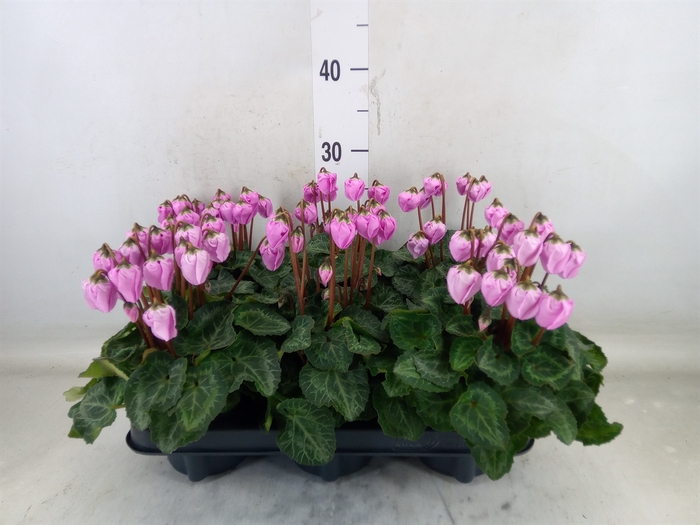 <h4>Cyclamen KL 'Micro'</h4>