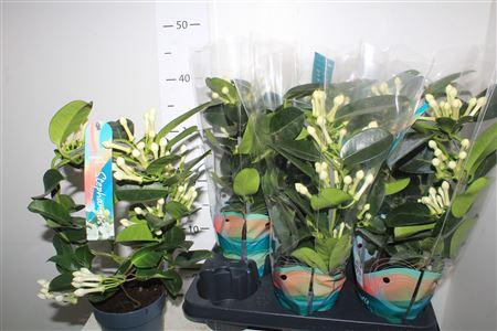 <h4>Steph Fl Ov 7-8</h4>