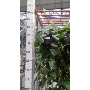 Scindapsus pictus 'Trebie'