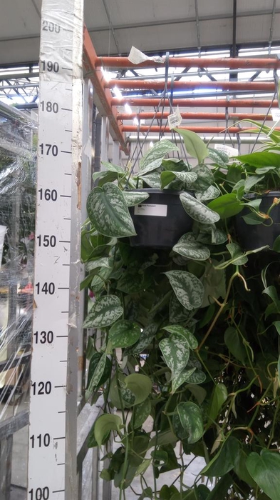 <h4>Scindapsus pictus 'Trebie'</h4>