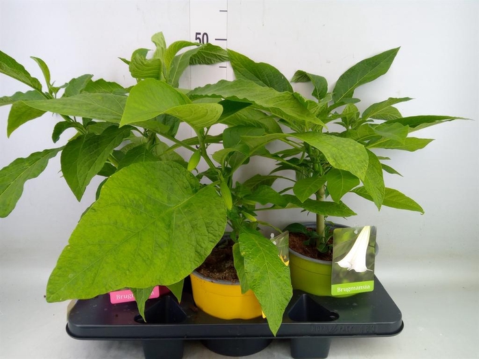 <h4>Brugmansia   ...</h4>