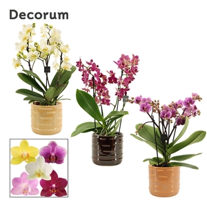 Phalaenopsis dazzling melange 3-4 tak in Lois (Deco-collection)