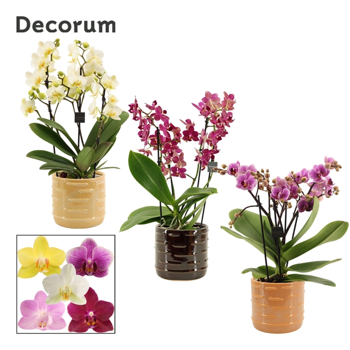 <h4>Phalaenopsis dazzling melange 3-4 tak in Lois (Deco-collection)</h4>