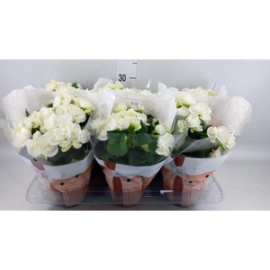 Begonia elat. HL 'Clara'