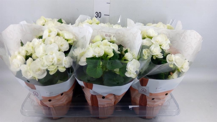 <h4>Begonia elat. HL 'Clara'</h4>