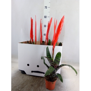 Vriesea  'Era'