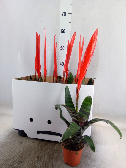 <h4>Vriesea  'Era'</h4>