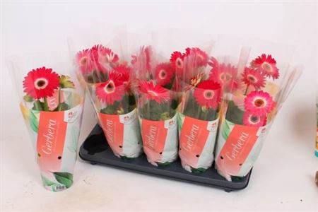 Ger C G Roze