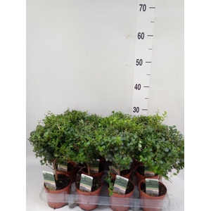 Myrsine africana
