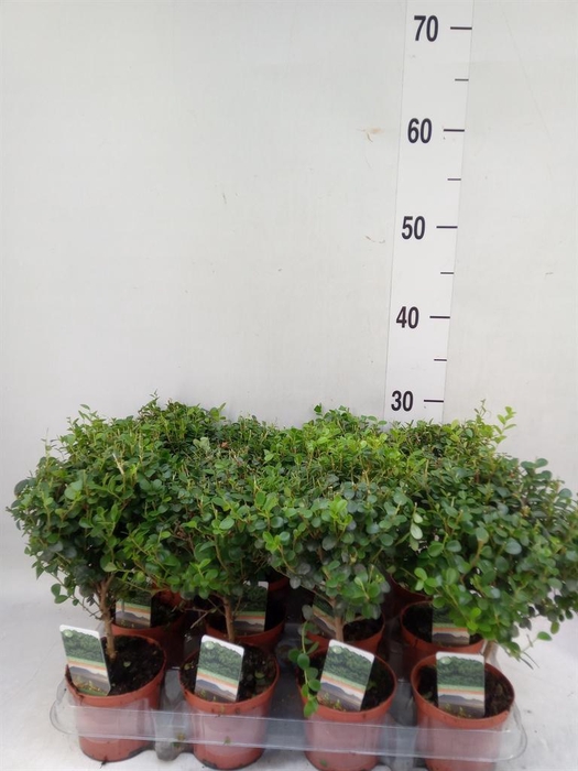 <h4>Myrsine africana</h4>