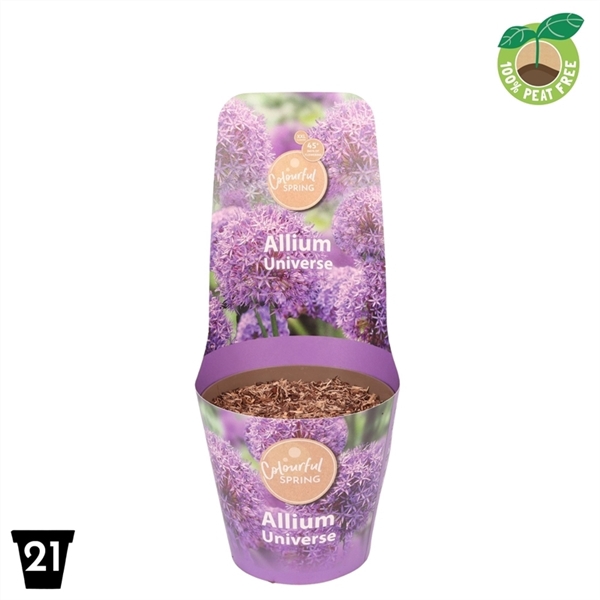 <h4>Allium Universe XXL</h4>