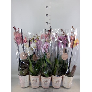 Phalaenopsis   ...mix