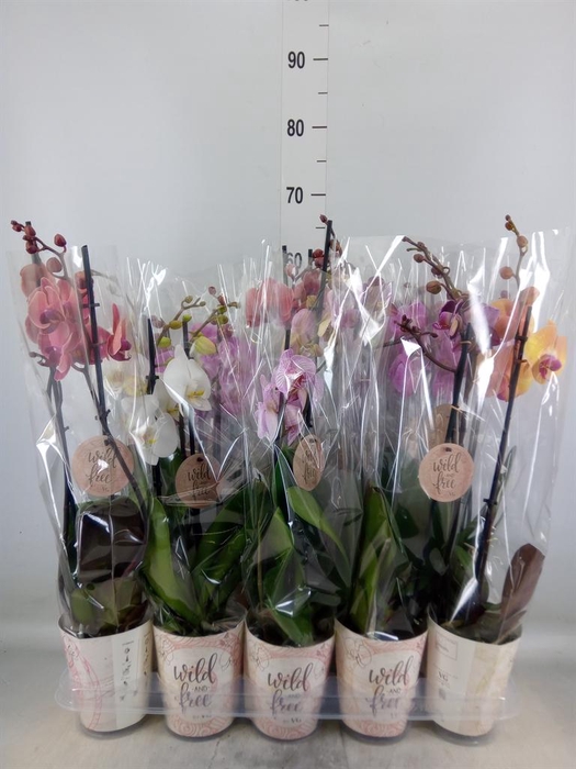 <h4>Phalaenopsis   ...mix</h4>