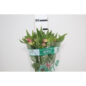 ALSTROEMERIA DUBAI 080 CM