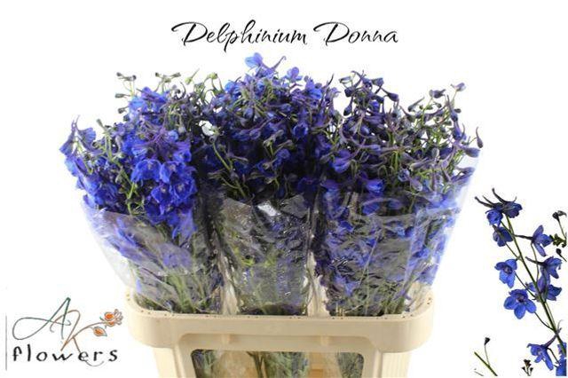 <h4>Delph Donna Karady</h4>