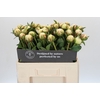 Paeonia Bowl Of Cream