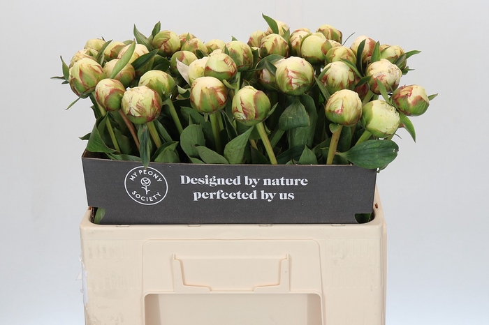 <h4>Paeonia Bowl Of Cream</h4>