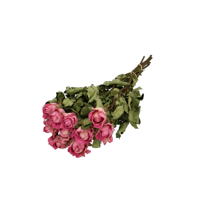 <h4>Dried flowers Rose 40cm x10</h4>
