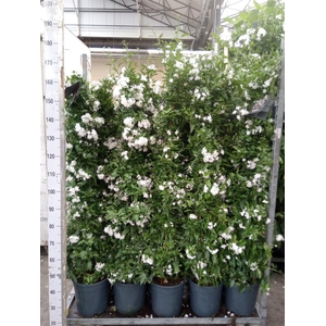 Solanum jasminoides