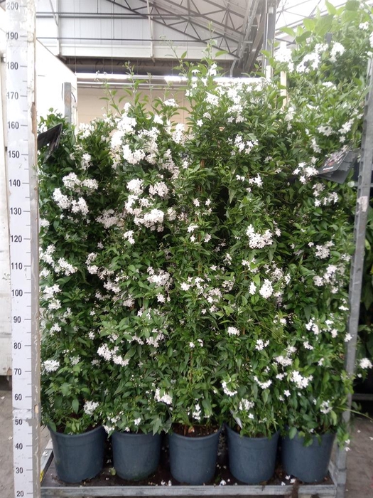 <h4>Solanum jasminoides</h4>