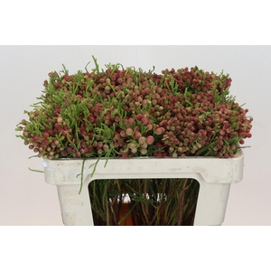 Kaaps Groen Lanuginosa Peanut