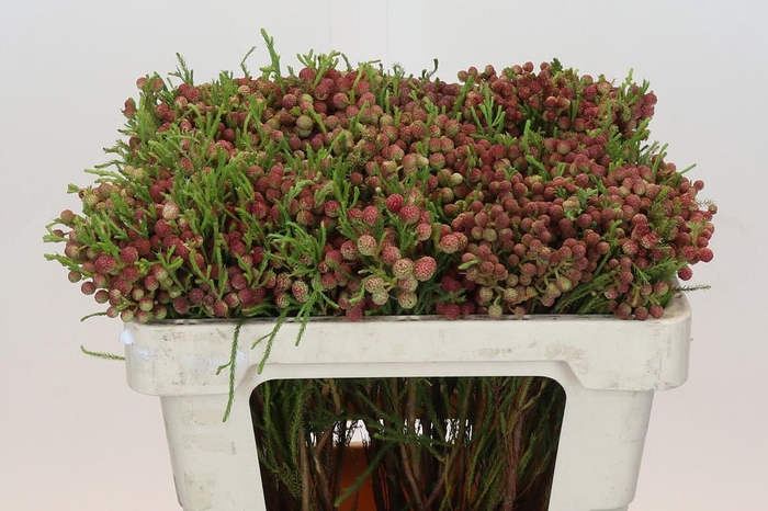 <h4>Kaaps Groen Lanuginosa Peanut</h4>