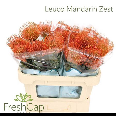 <h4>Leuco Ayoba Man Zest</h4>