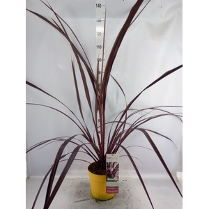 Cordyline indivisa