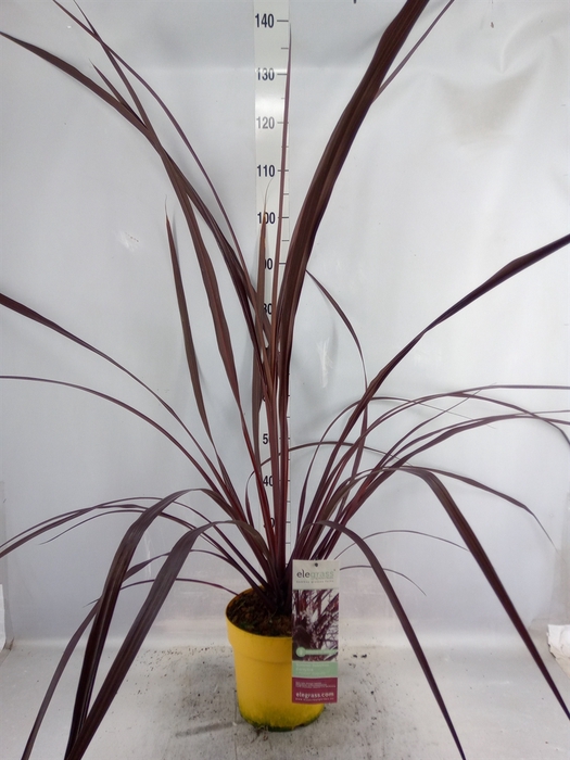 <h4>Cordyline indivisa</h4>