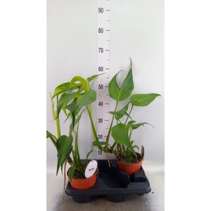 Monstera   ...