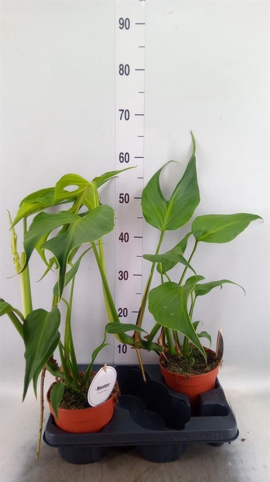 <h4>Monstera   ...</h4>